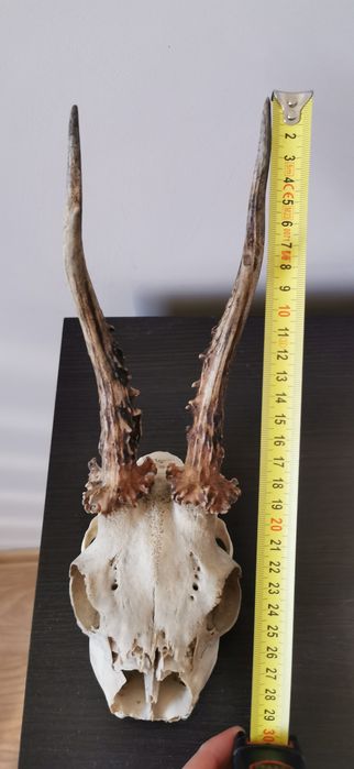 Parostki czaszka kozła naturalna czaszka