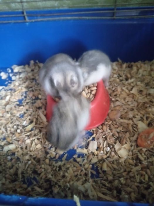 Хомячки Кременчуг