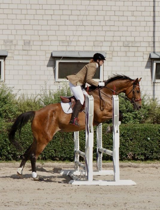 Klacz 5 lat 170cm bezpieczna, zrownowazona klacz