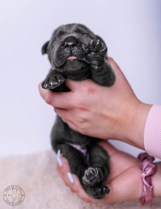 Cane Corso  suczka