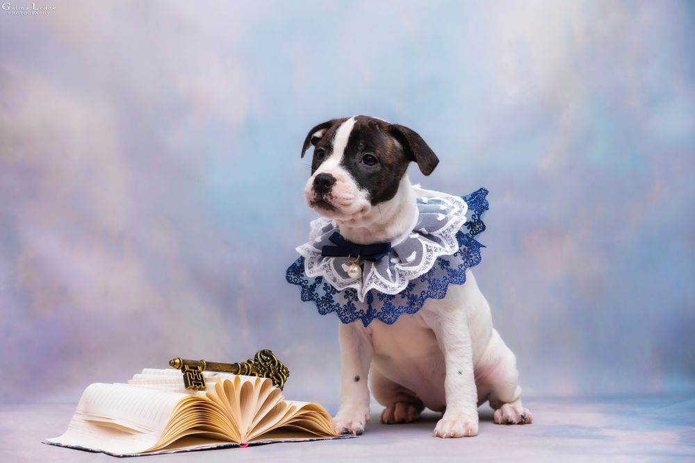 Стаффи ДжиДжи — ласковая и харизматичная малышка