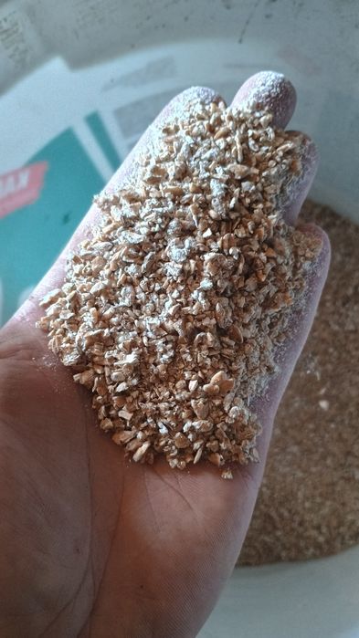 Sprzedam pszenicę, pszenżyto, jęczmień, kukurydza,owies