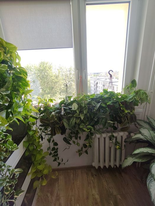 Epipremnum Szczepki  Gliwice