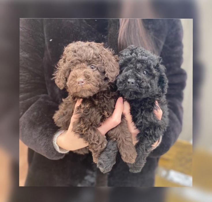 Той пуделя мальчики и девочки