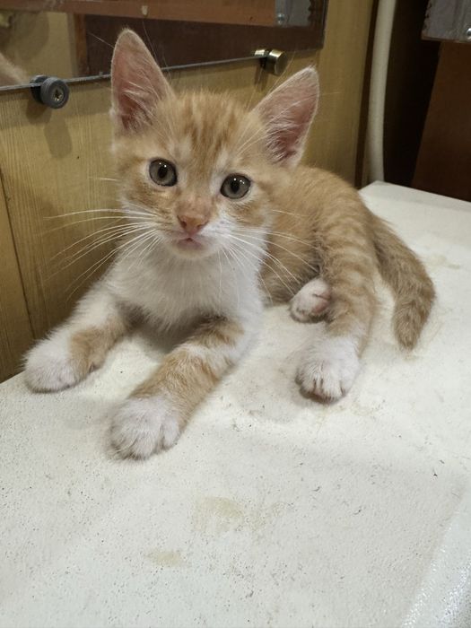 Маленькі муркотики