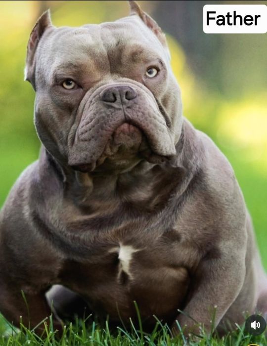 Открыт для вязки кобель Американский Булли (Exotic Bully)