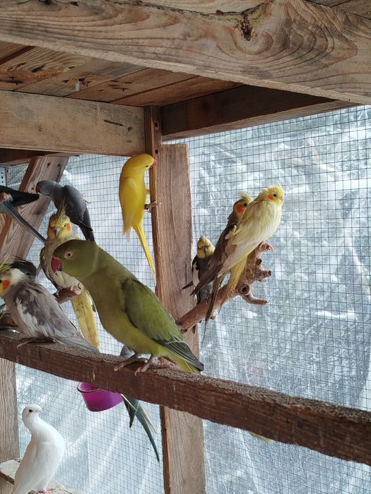 Papugi nimfy pary i młode