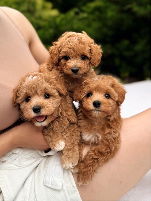 Цуценята мальтіпу ф1, ф2, міні, мікро. Мальтипу f1, f2 мини, микро