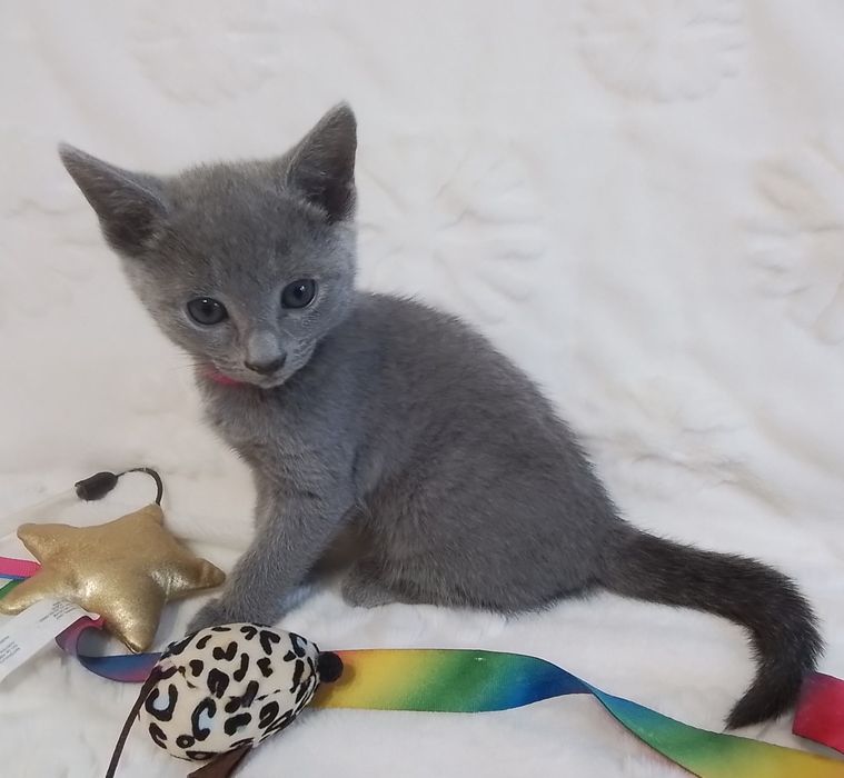 Kocurek rosyjski niebieski. Rodowód  FPL/FIFe