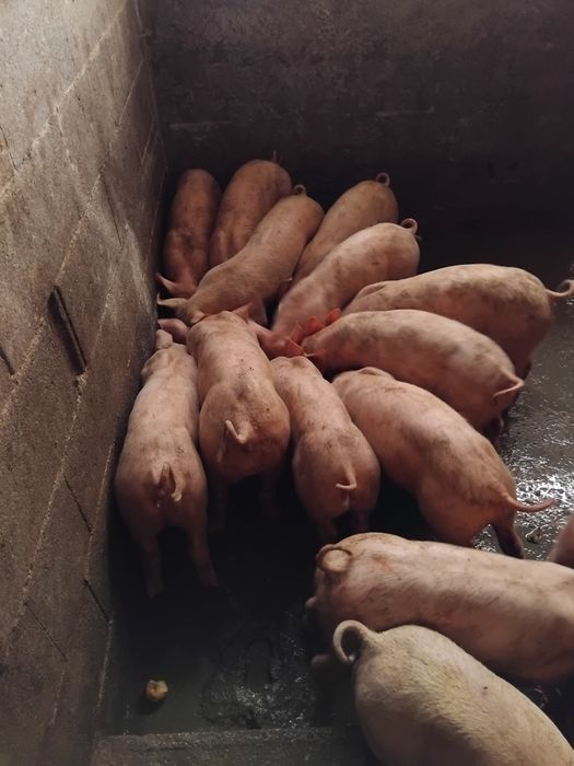 vende leitoes boa raça