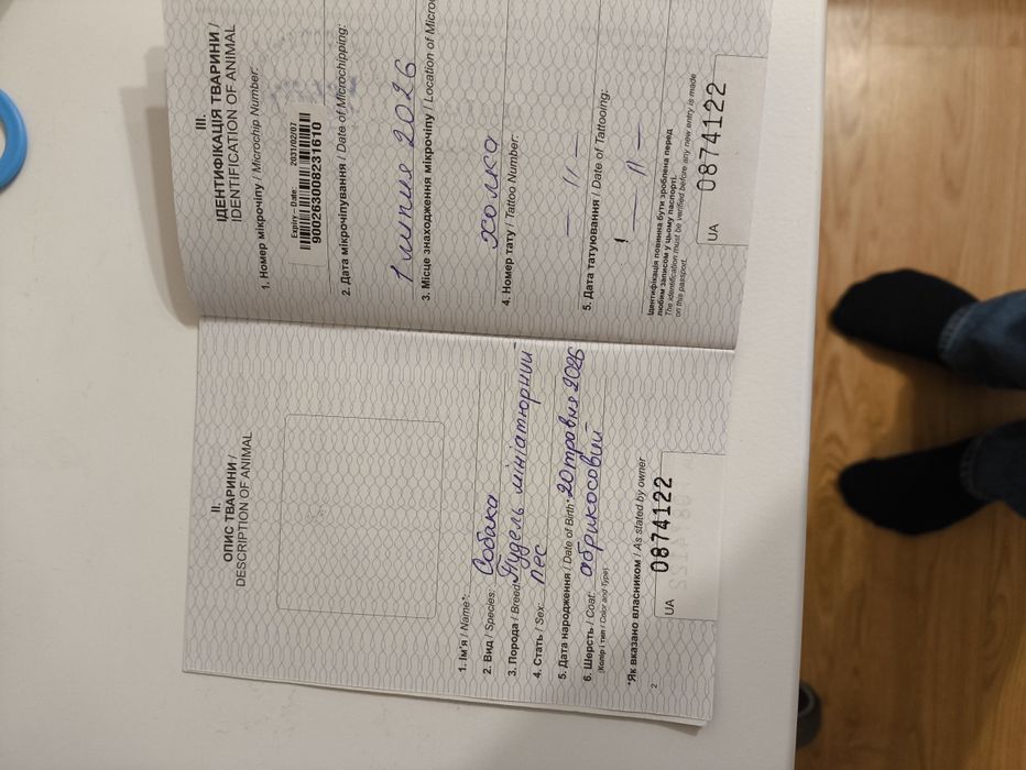 Продам пуєделя міні