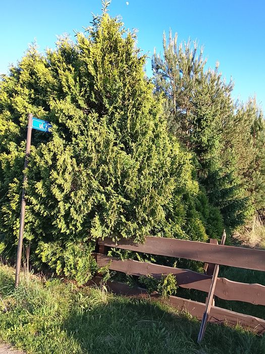 Piękna działka  budowlana w Bogdaszowicach