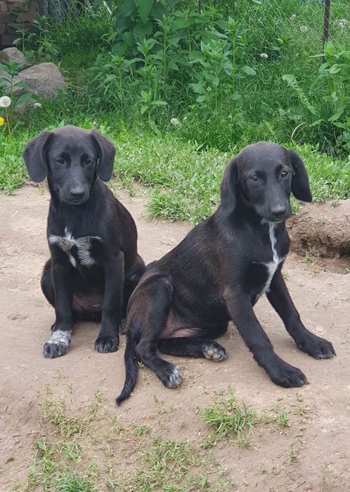 Подарую чудових щенят