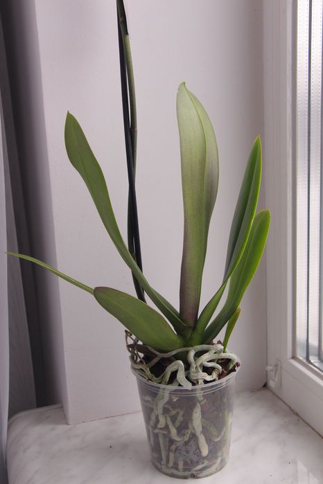 Орхідея фаленопсис висота 80 см