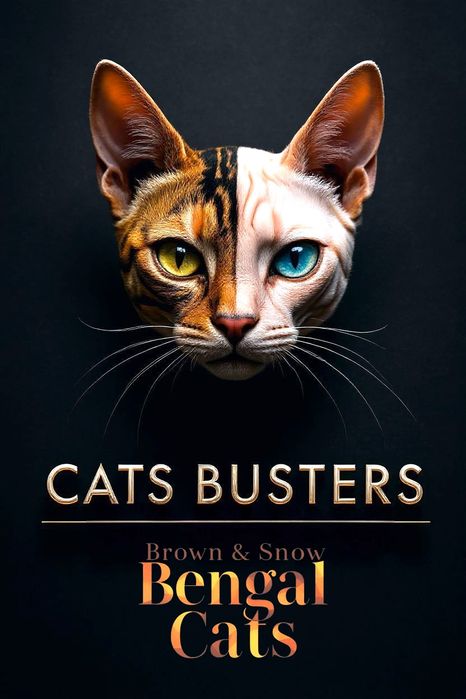 BENGAL kot bengalski DZIKIE piękno w domowym zaciszu Rodowód FPL