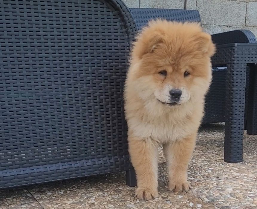 Chow chow laranja bebé