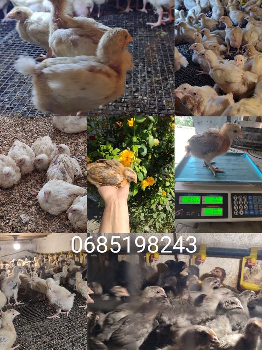 Підрощене курча мясояєчки і бройлера