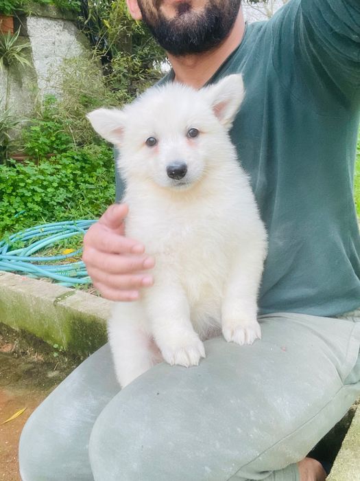 pastor suíço macho