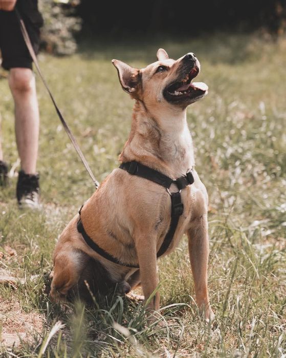 Codi, rozbrykany młody pies czeka na dom