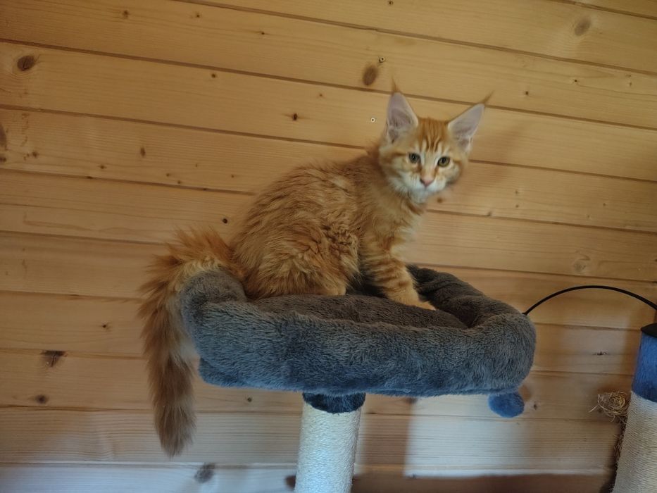 Maine coon, olbrzymi kot, ostatnia kotka