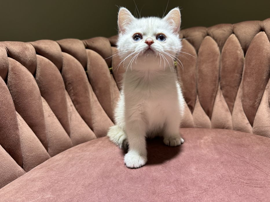 Kot kocur brytyjski point FIFe FPL prawdziwy rodowód GWARANCJA