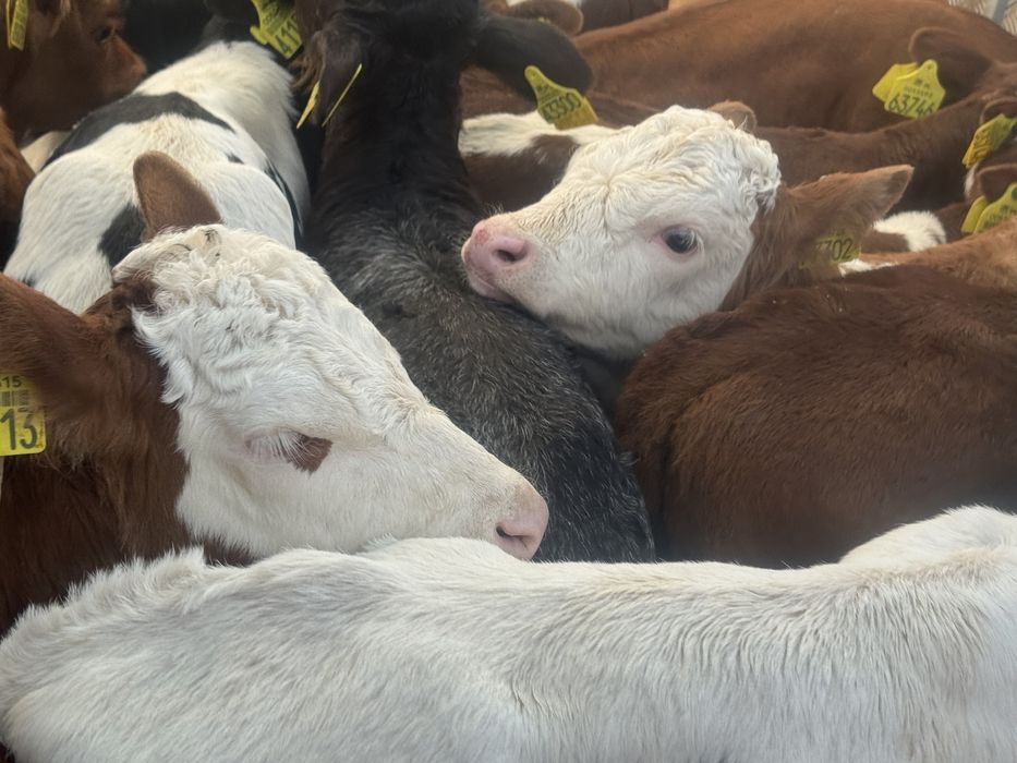 Cielaki ras mięsnych wybór stała sprzedaż