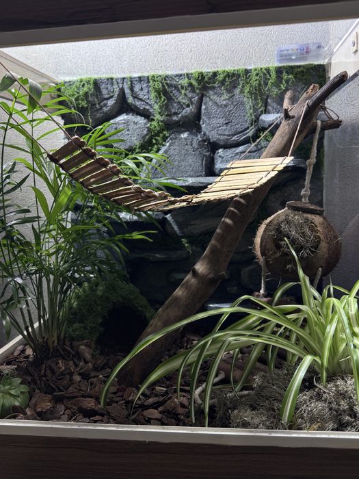Фон в тераріум