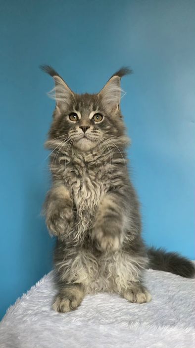 Девочка Мейн-кун,  голубой мрамор