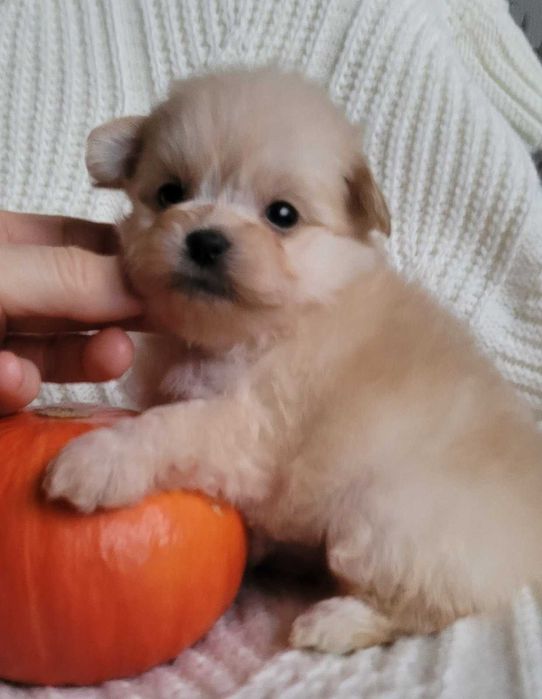 Найчарівніша  міні  Помапу кралечка з Києва