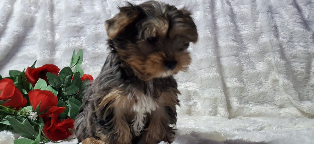 Szczenię  York  gen merle  z metryką