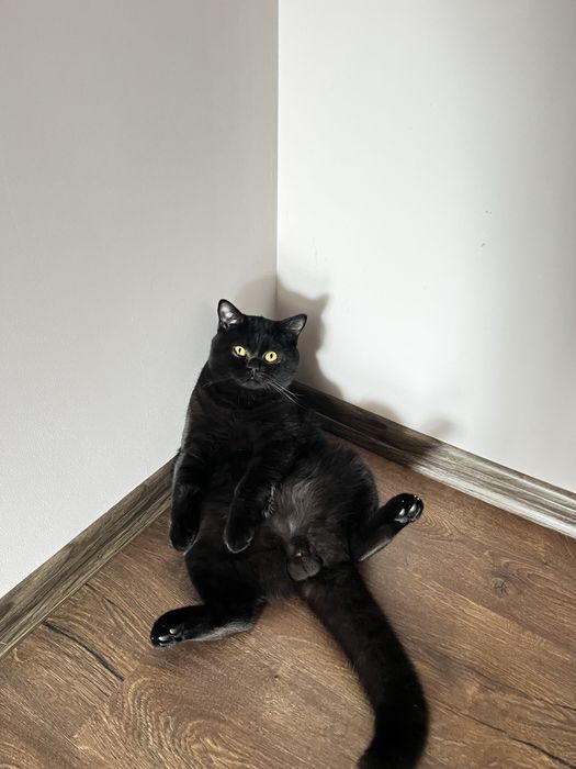 Чорний мармуровий хлопчик шукає собі дівчинку.