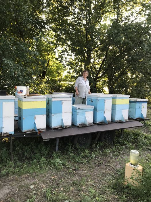 Бджоломатки пчеломатки