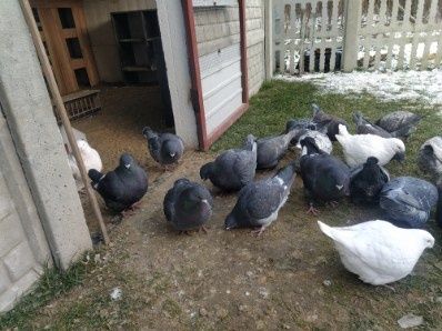 Sprzedam gołebie rasy  Giant Homer stare i młode