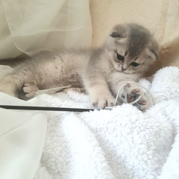 Плюшеве ведмежатко, кошеня, шиншила: 7 000 грн. - Коти Дубляни на Olx