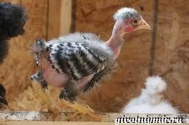 Яйцо кур Испанка Украина и Венгрия