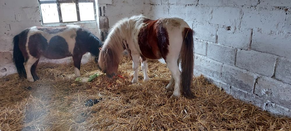 Kucyki  klacz zrebna i ogierek  srokata oba
