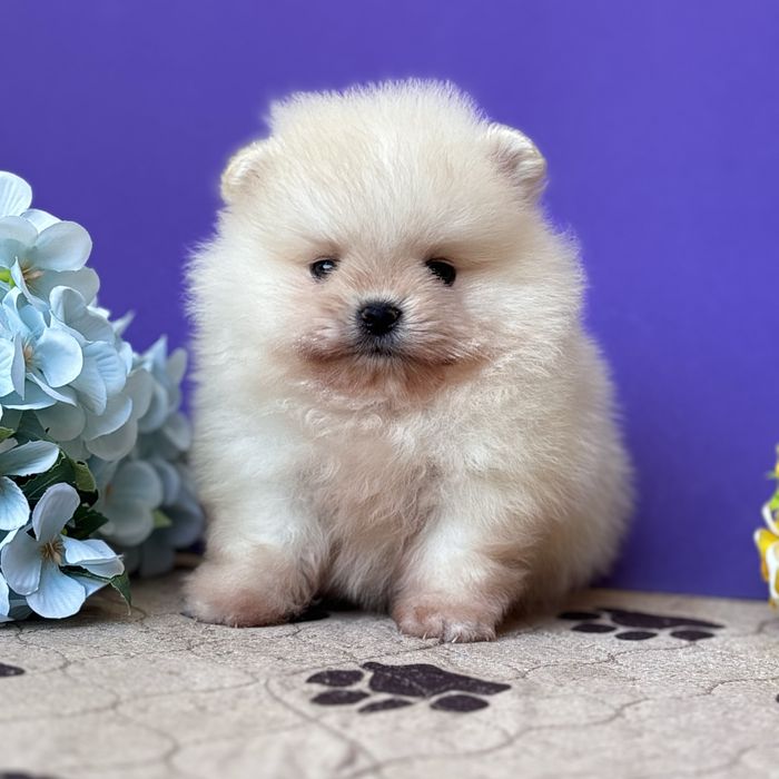 ляльковий Ведмедик шок классу