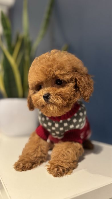 Pudel Red Toy Sunia z rodowodem FCI