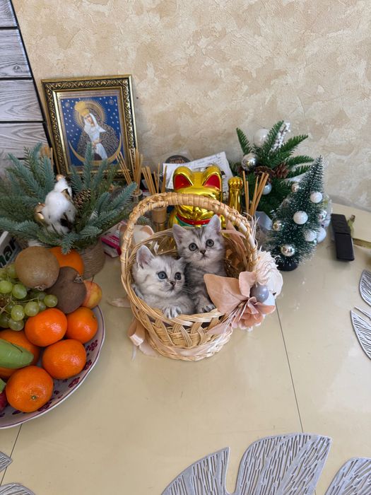 Шотландські кошенята