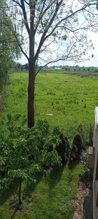 Drzewo - Jesion do wycinki  -  za darmo