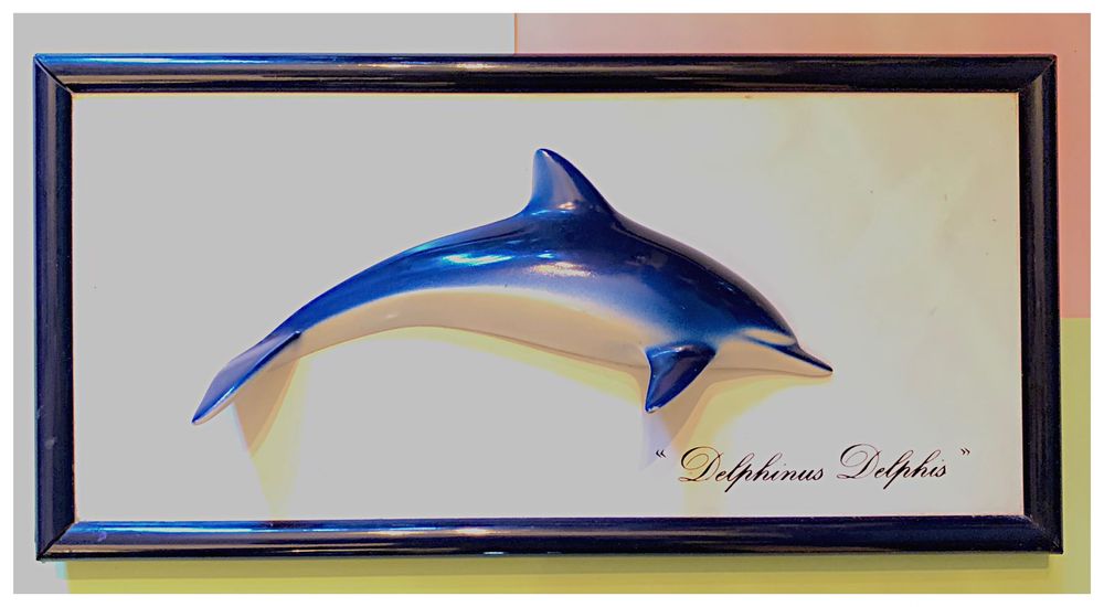 Quadro Golfinho Delphinus Delphis em relevo