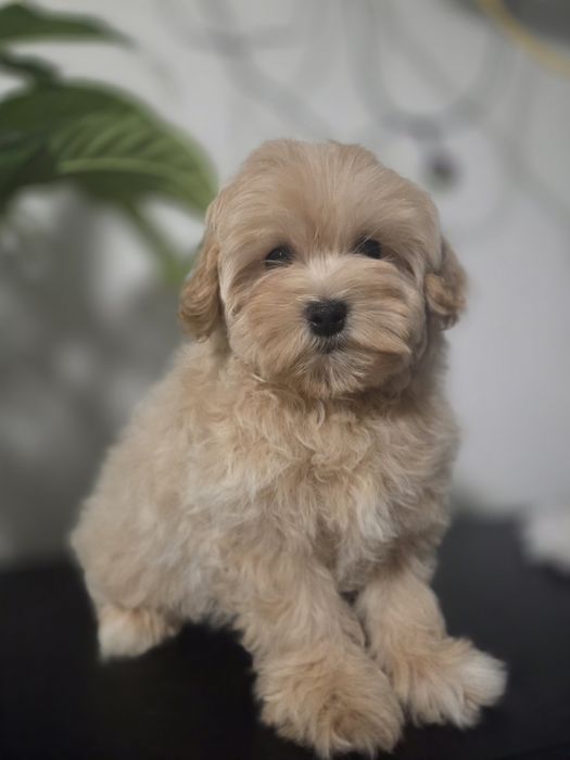 Maltipoo chłopiec do odbioru!