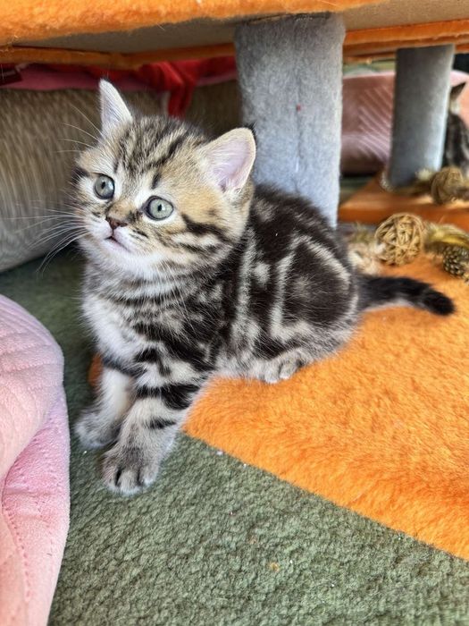 Кошенятка шотландці, котейки, мілашки