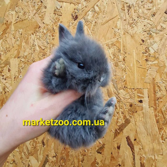 Маленький левоголовий комочок щастя, хлопчик