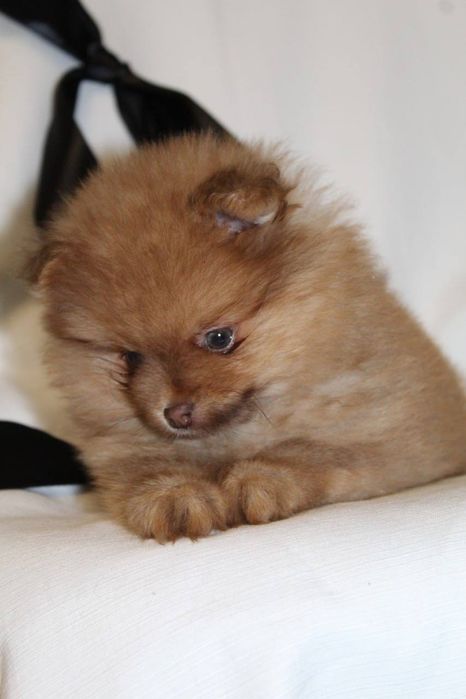 Бомбезні міні шпіцулі