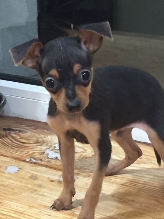 Мальчик той терьер