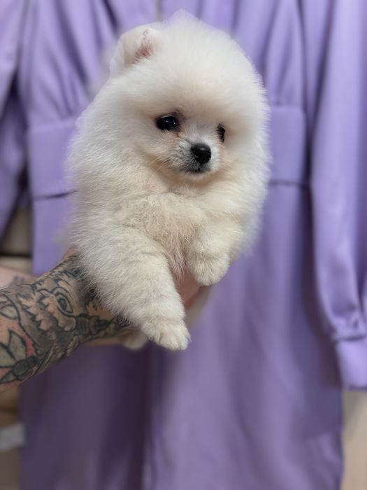 шикарний Ведмедик шоу класу