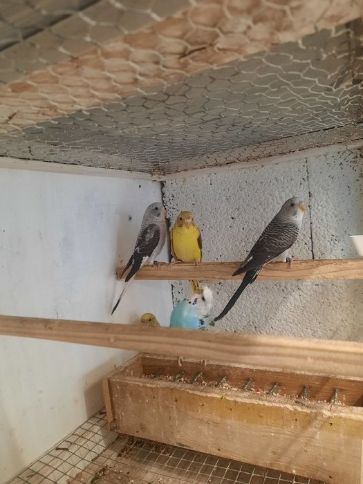 Piriquitos asas negras