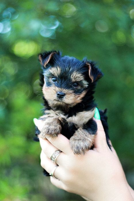 Йоркшинський терʼєр