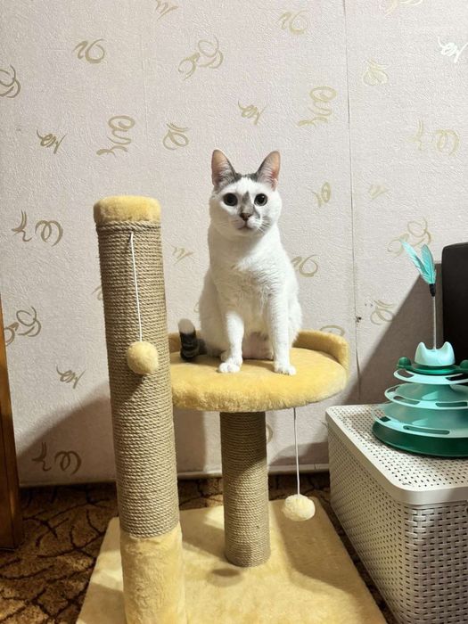 Кігтєточки для котиків. Дряпка. царап